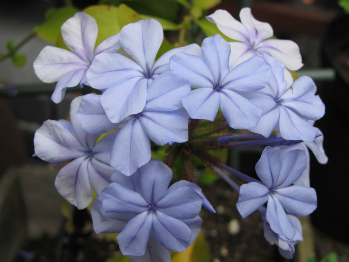 Plumbago 6 iul 2011 (2) - plumbago