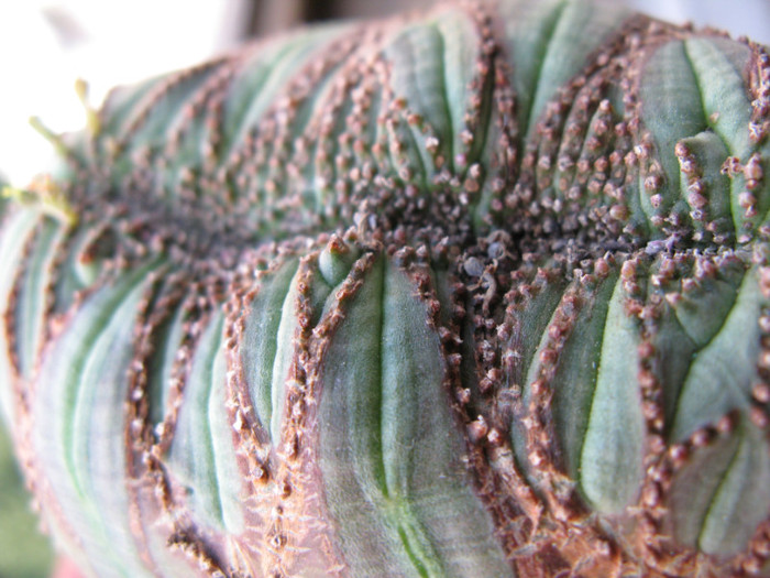 Euphorbia obesa fma cristata - EUPHORBIA - album foto 1