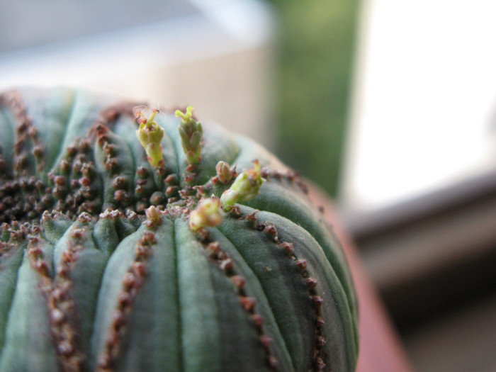 Euphorbia obesa fma cristata - EUPHORBIA - album foto 1