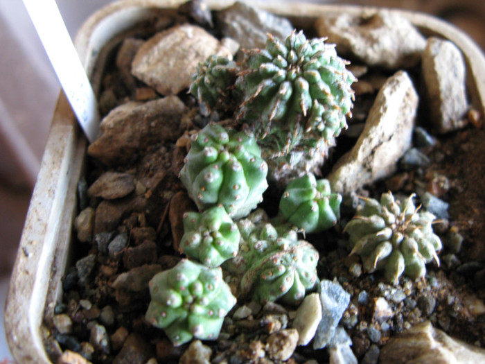 euphorbia sepulta si E. mosaica - EUPHORBIA - album foto 1