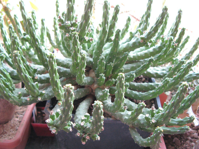 IMG_4619 - EUPHORBIA - album foto 1