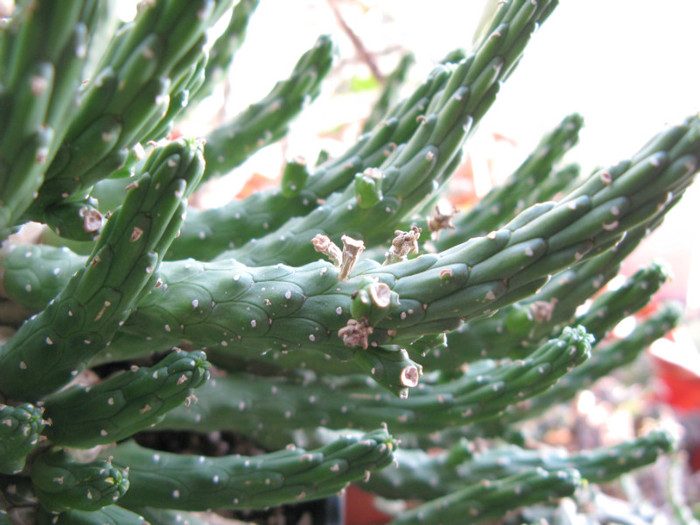 Euphorbia inermis - EUPHORBIA - album foto 1