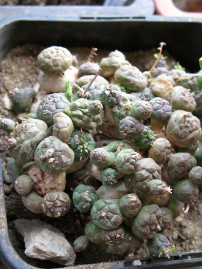 Euphorbia globosa - EUPHORBIA - album foto 1