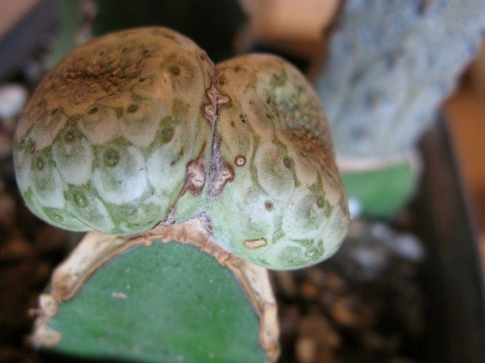 Euphorbia turbiniformis - EUPHORBIA - album foto 1
