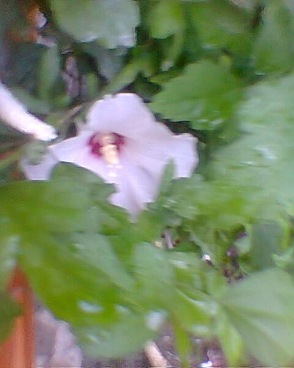 Fotogr.0629 - hibiscus