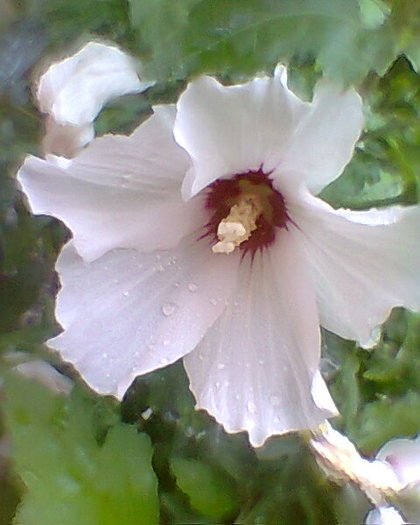 Fotogr.0630 - hibiscus