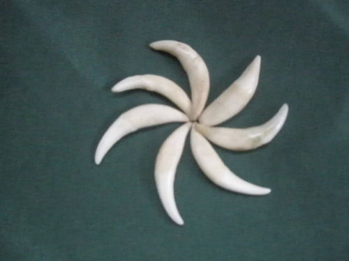 Colti de vulpe_ 85 de lei