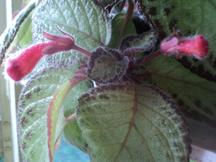 DSC01741 - 2011_Episcia