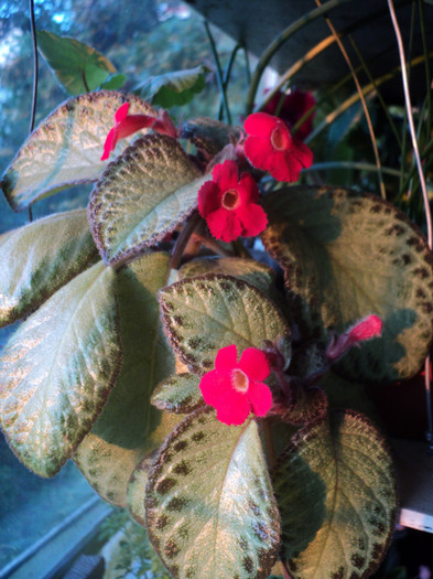 DSC01744 - 2011_Episcia