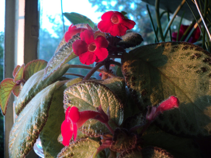 DSC01745 - 2011_Episcia