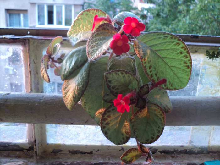 DSC01750 - 2011_Episcia