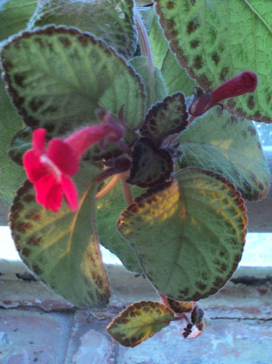 DSC01753 - 2011_Episcia