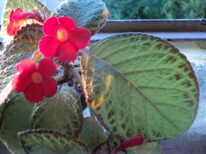 DSC01757 - 2011_Episcia