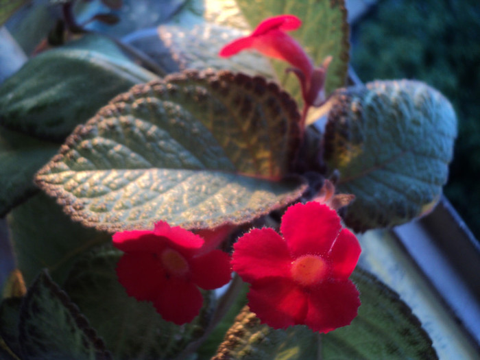 DSC01759 - 2011_Episcia