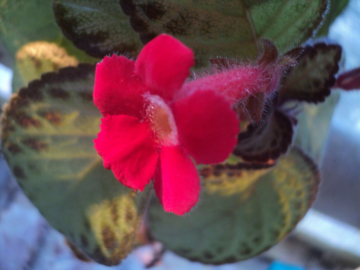 DSC01762 - 2011_Episcia