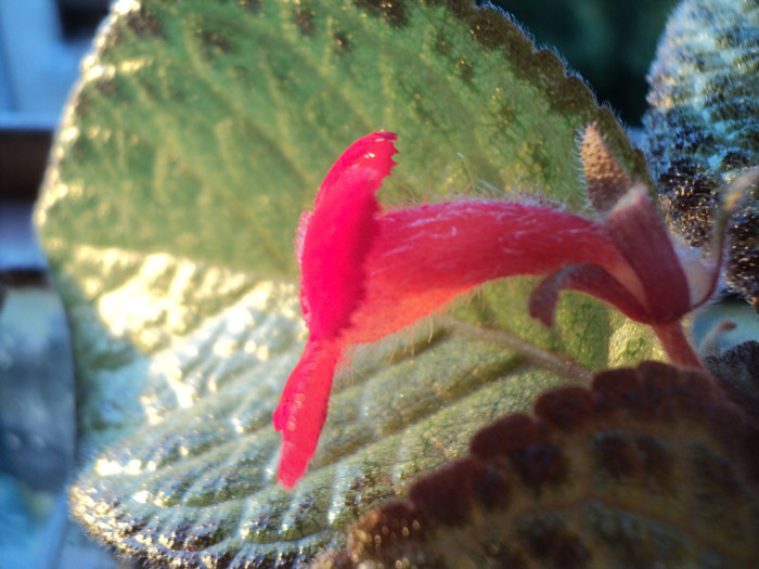 DSC01770 - 2011_Episcia