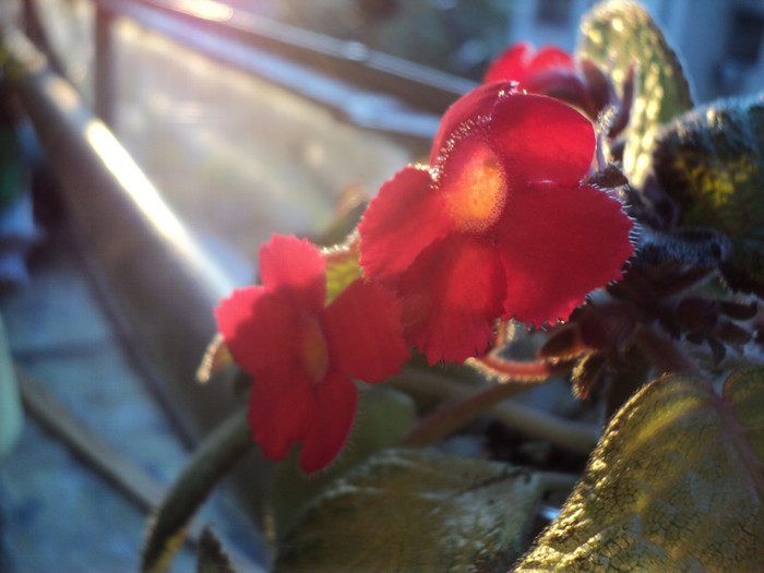 DSC01771 - 2011_Episcia