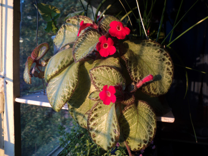 DSC01774 - 2011_Episcia