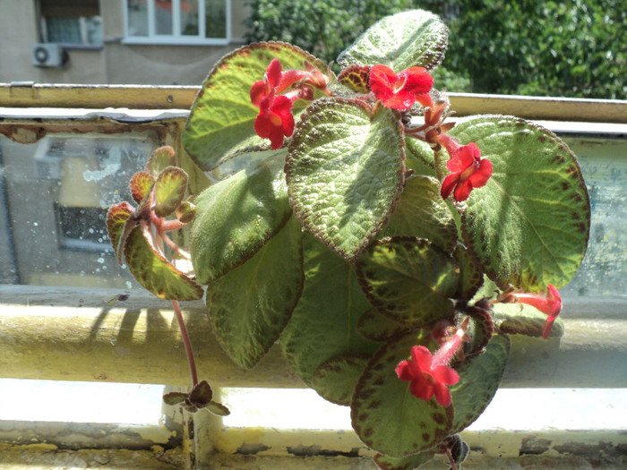 DSC01796 - 2011_Episcia