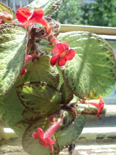 DSC01801 - 2011_Episcia