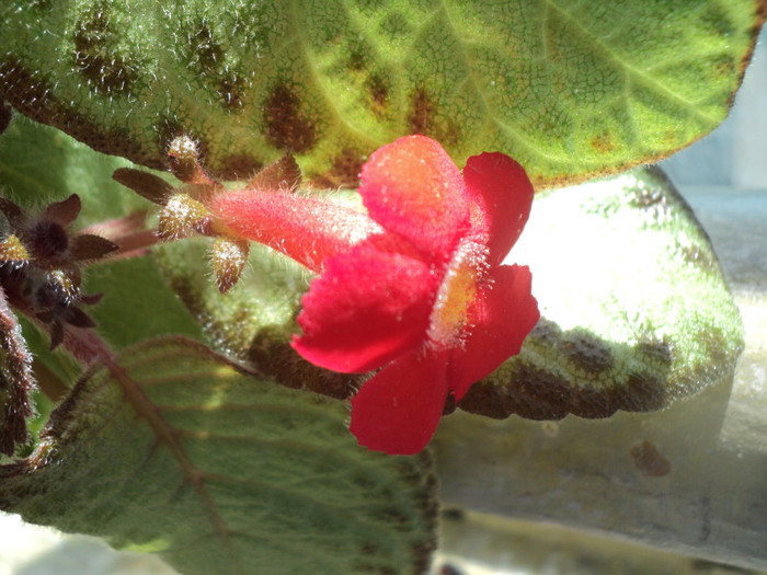 DSC01803 - 2011_Episcia