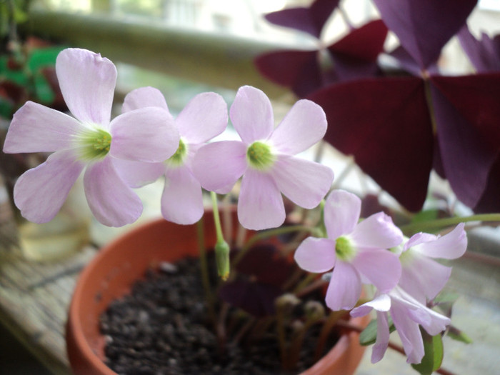 DSC01725 - 2011_Oxalis Iron Cross si Triangularis