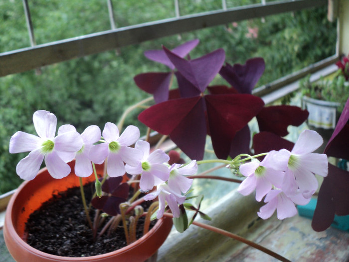 DSC01728 - 2011_Oxalis Iron Cross si Triangularis