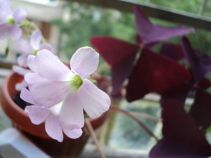 DSC01729 - 2011_Oxalis Iron Cross si Triangularis