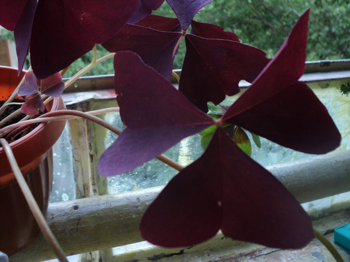 DSC01730 - 2011_Oxalis Iron Cross si Triangularis