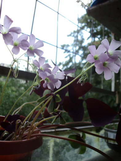 DSC01731 - 2011_Oxalis Iron Cross si Triangularis