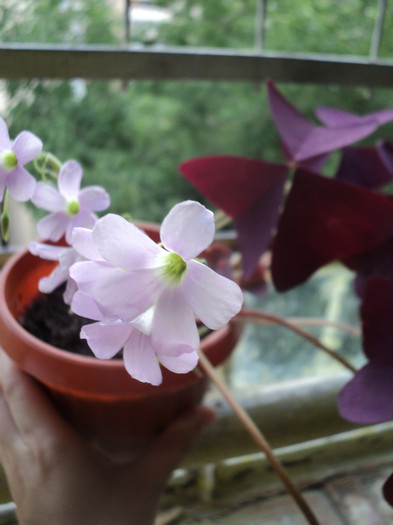 DSC01735 - 2011_Oxalis Iron Cross si Triangularis