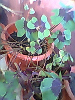 Fotogr.0507 - OXALIS