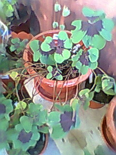 Fotogr.0509 - OXALIS