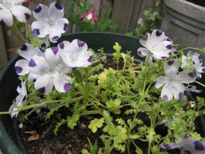 Nemophila Five spot 9 iun 2011 (1)