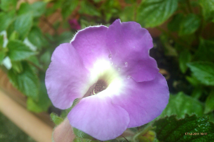 IMAG1017 - achimenes