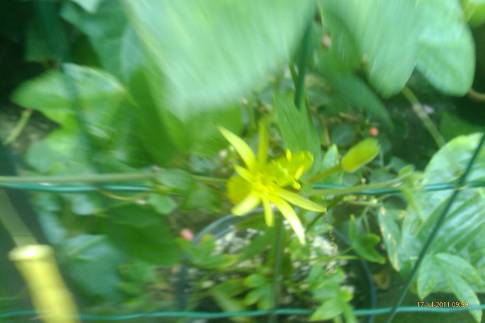 passiflora citrina