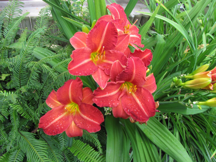 Hemerocallis rosu 1 iul 2011 (1)  - hemerocallis