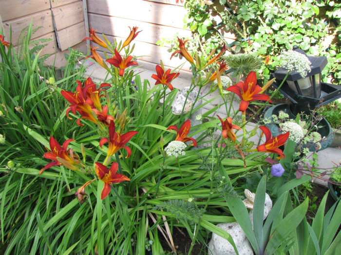 Hemerocallis rosu 1 iul 2011 (2) - hemerocallis