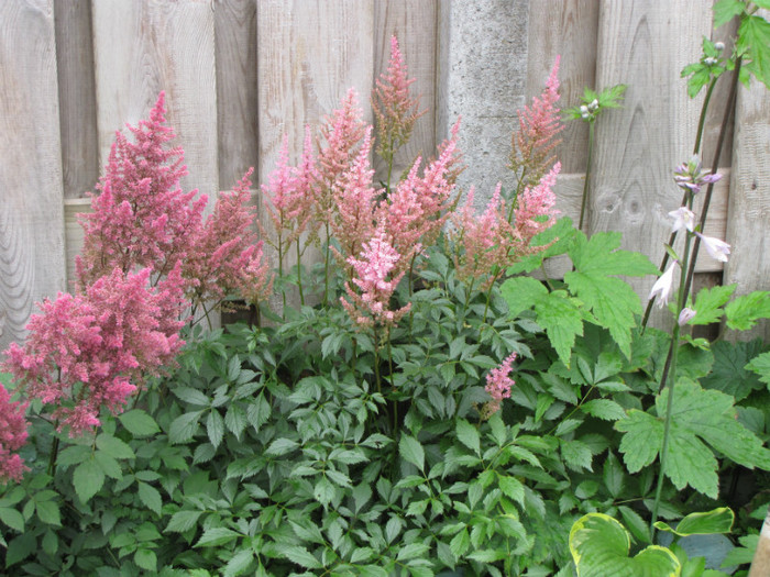 Astilbe 2 iul 2011