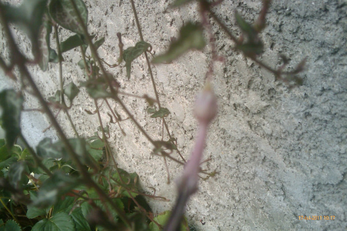 floare ceropagia - 0 gradina mea 2011