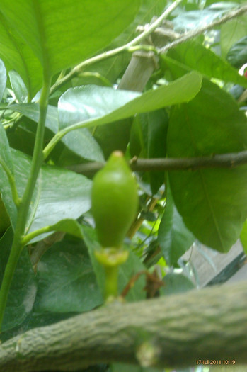 fruct lamai - 0 gradina mea 2011