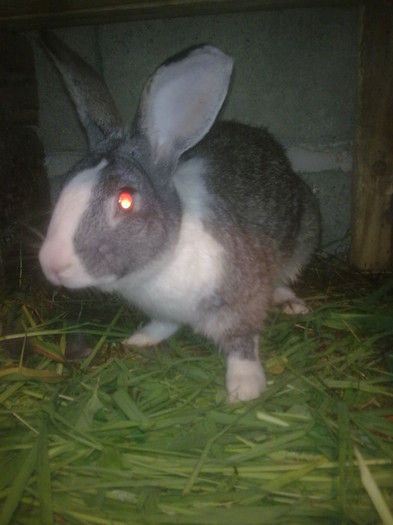 femela 2011 - iepuri mei