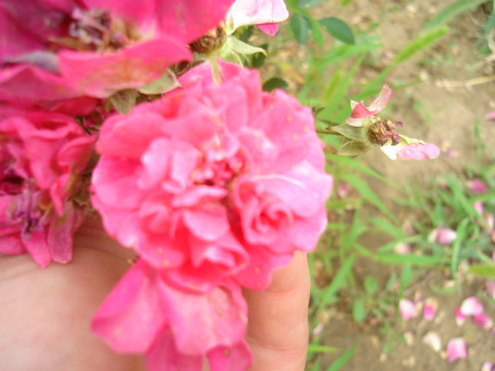 DSC03470 - trandafiri