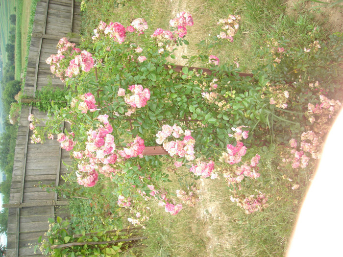 DSC03471 - trandafiri