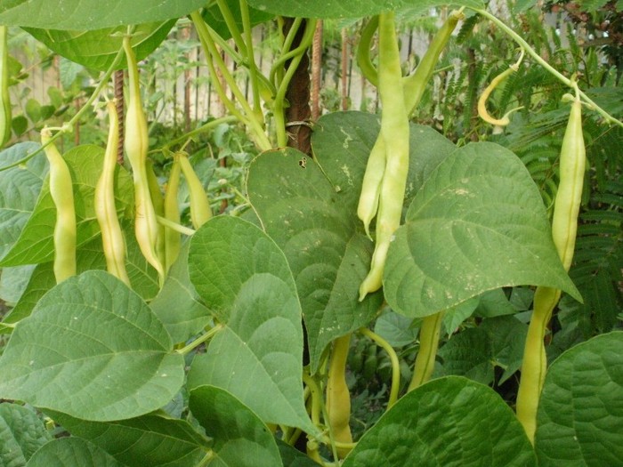 P7170128 - Gradina de legume 2011