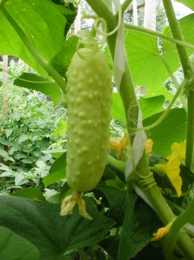 P7170147 - Gradina de legume 2011