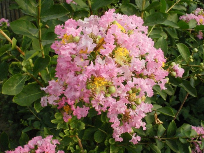 P7170119