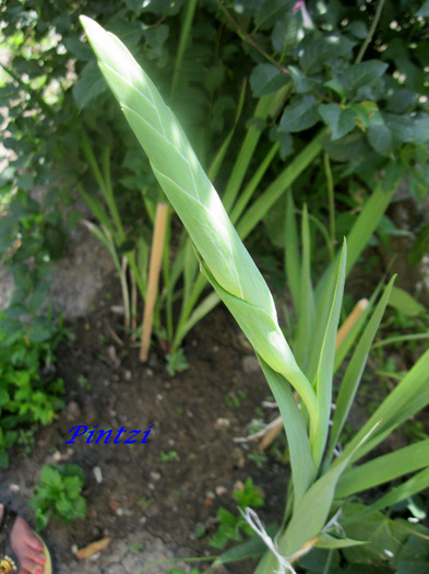 17.07.11 - Gladiole-11