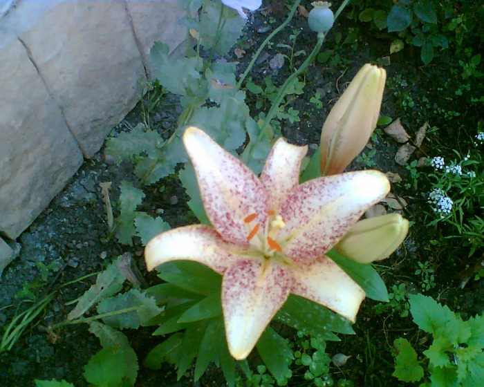 Imag002 - gradina 2011