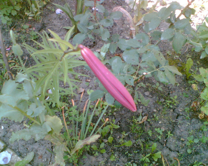 Imag006 - gradina 2011